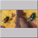 Lucilia sp - Schmeissfliege Goldfliege 03.jpg